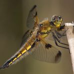 Libelle am Halm  (Vierfleck, Libellula quadrimaculata)