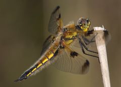 Libelle am Halm (Vierfleck, Libellula quadrimaculata)
