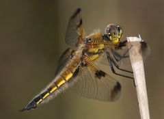 Libelle am Halm  (Vierfleck, Libellula quadrimaculata)