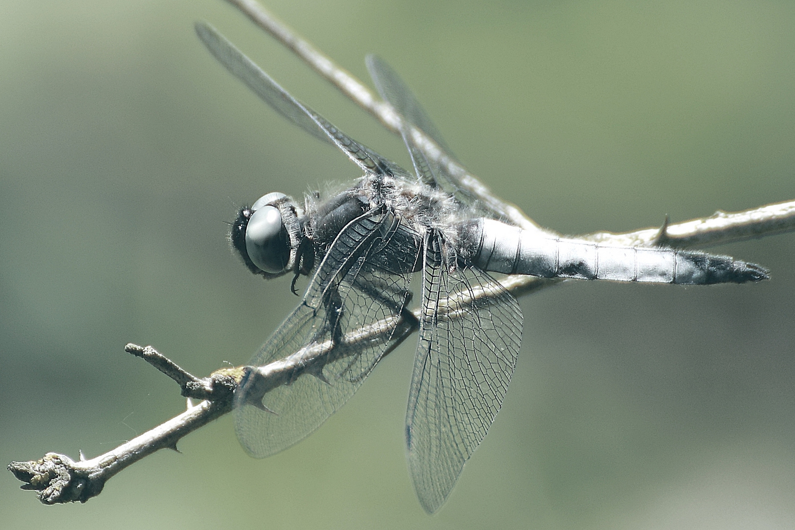 Libelle am Heidesee