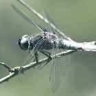 Libelle am Heidesee