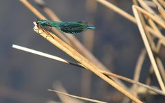 Libelle am Heidesee in Bottrop-Kirchhellen