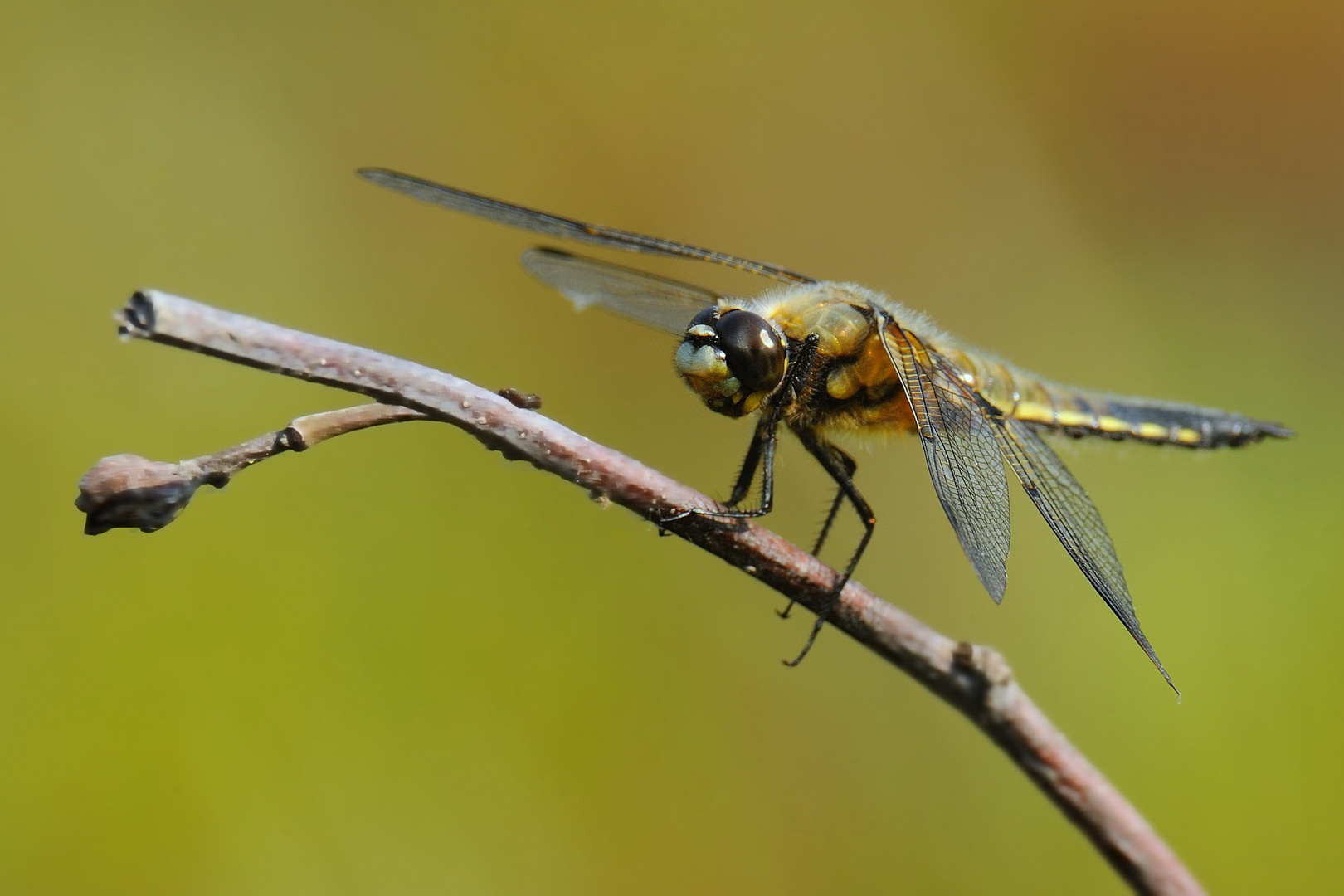 Libelle am Heidetümpel