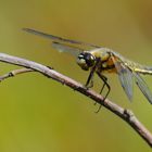 Libelle am Heidetümpel