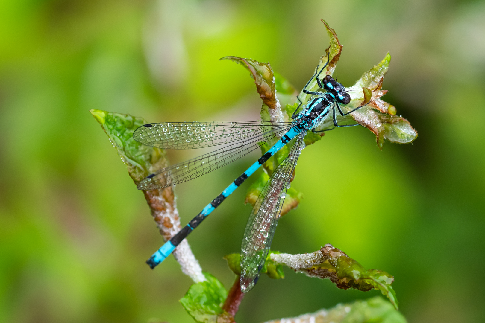 Libelle am Hirschler Teich