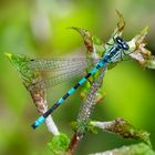 Libelle am Hirschler Teich