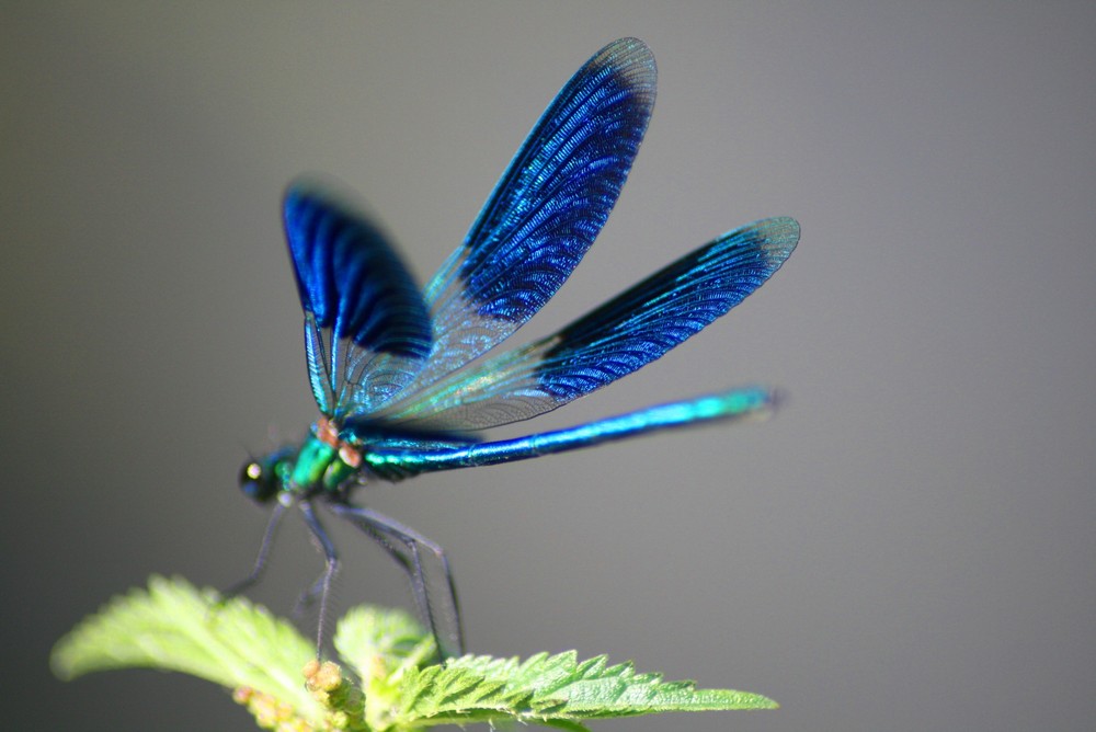 Libelle am Kanal