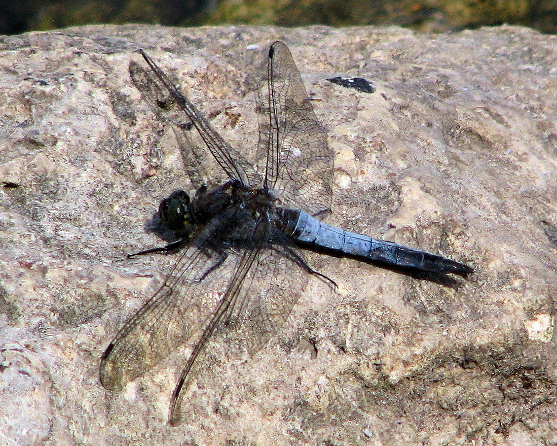 Libelle am Köppchensee II.