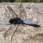 Libelle am Köppchensee II.