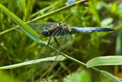 Libelle am Kolk