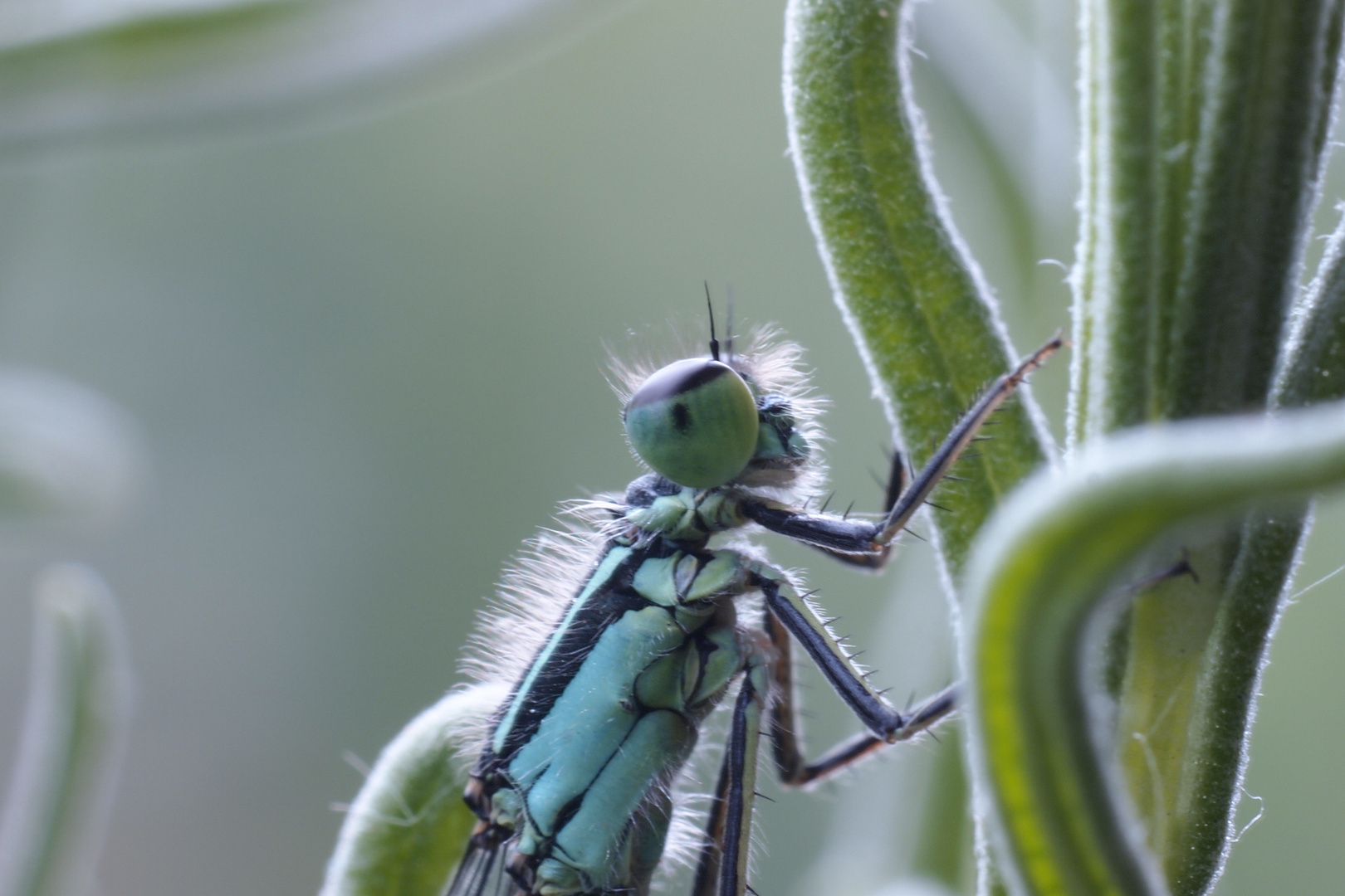 Libelle am Lavendelstrauch (2)