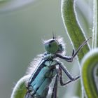 Libelle am Lavendelstrauch (2)