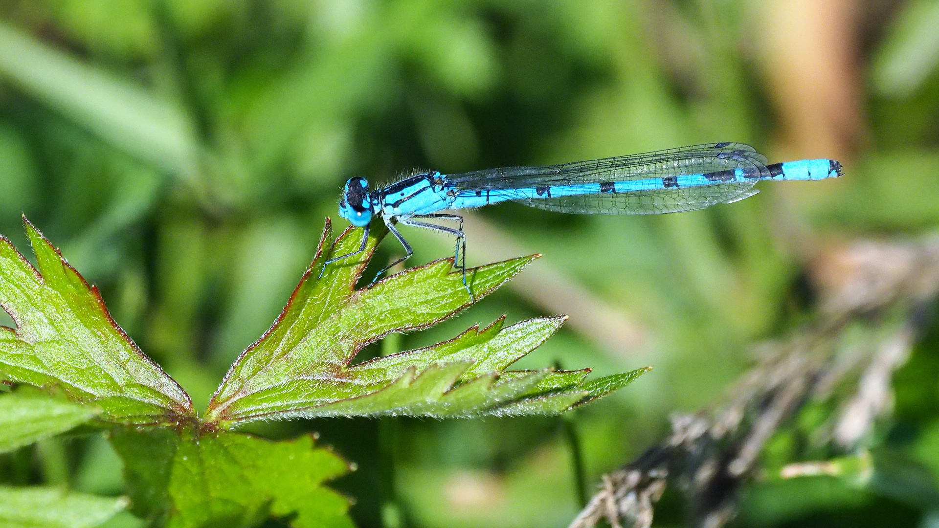 Libelle am Mainufer