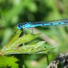 Libelle am Mainufer