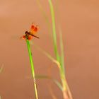 Libelle am Mekong