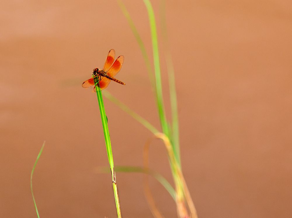 Libelle am Mekong