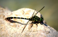 Libelle am Mondsee