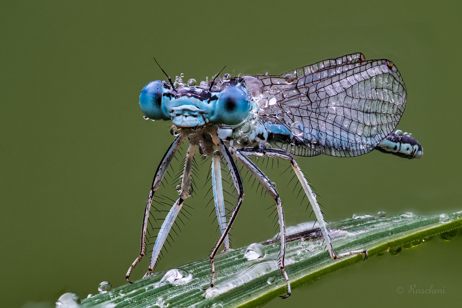 LIBELLE AM MORGEN