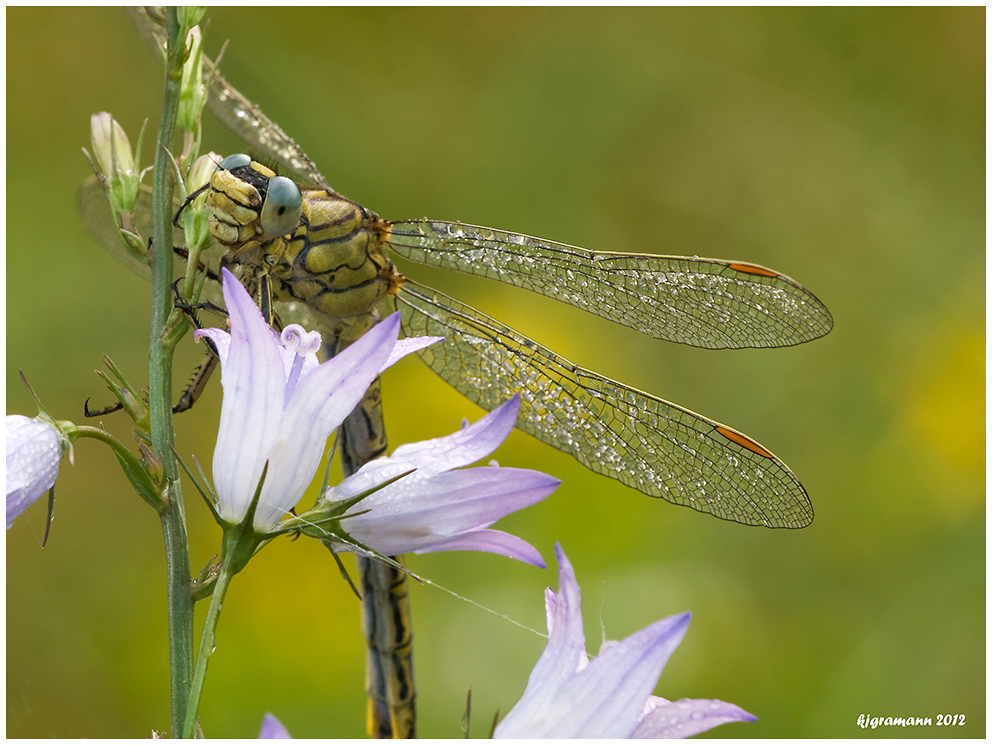 libelle am morgen.....