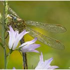 libelle am morgen.....