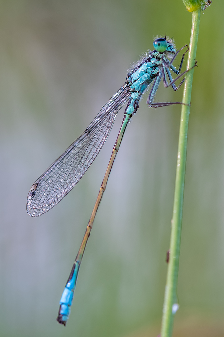 Libelle am Morgen