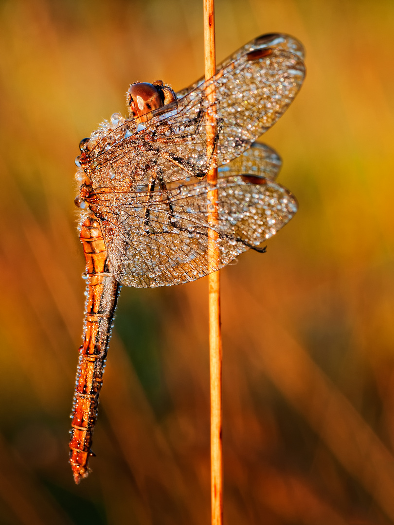 libelle am morgen