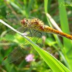 Libelle am Morgen 3