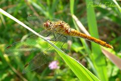 Libelle am Morgen 3