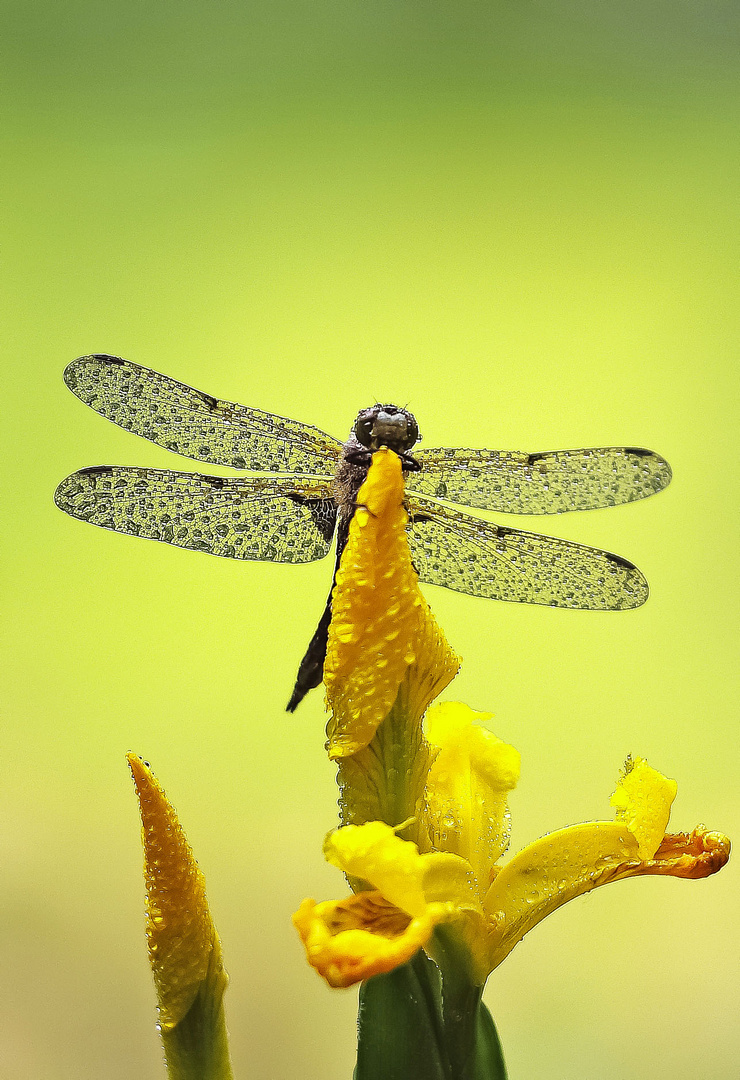 Libelle am Morgen