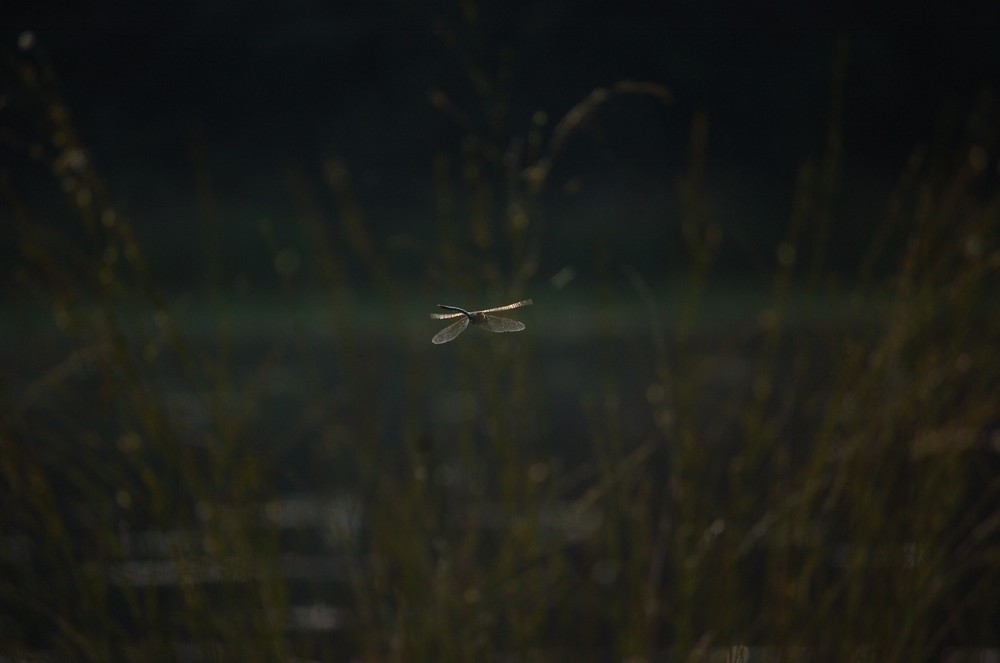 Libelle am Morgen