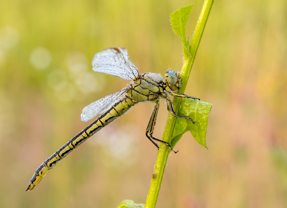 Libelle am Morgen