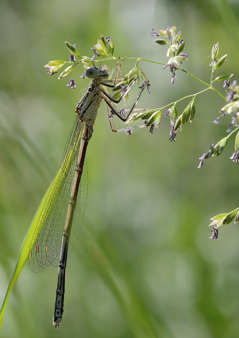 Libelle am Morgen