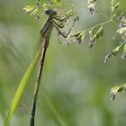 Libelle am Morgen