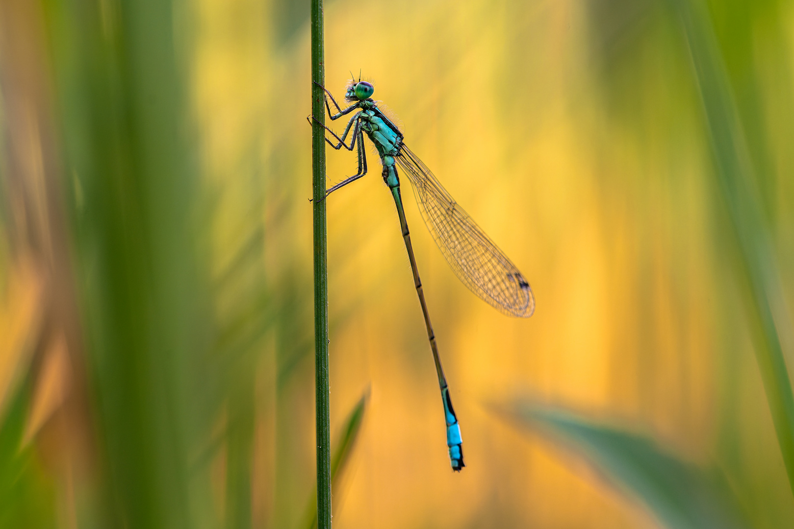 Libelle am Morgen ....