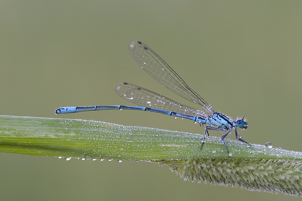 Libelle am Morgen