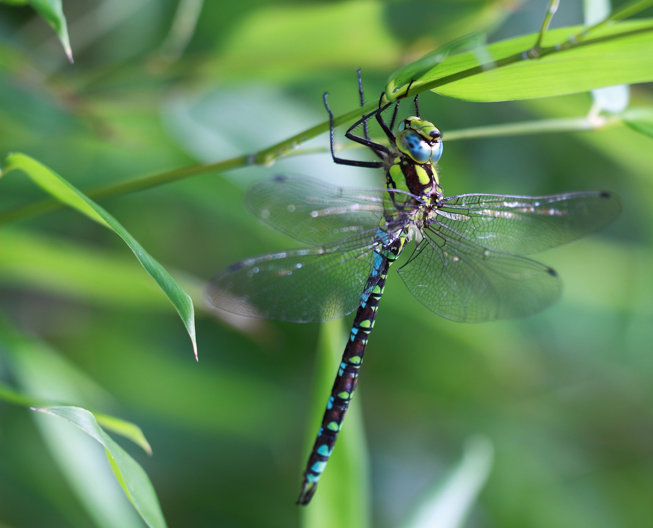 Libelle am Morgen (Blaugrüne Mosaikjungfer)