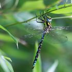 Libelle am Morgen (Blaugrüne Mosaikjungfer)