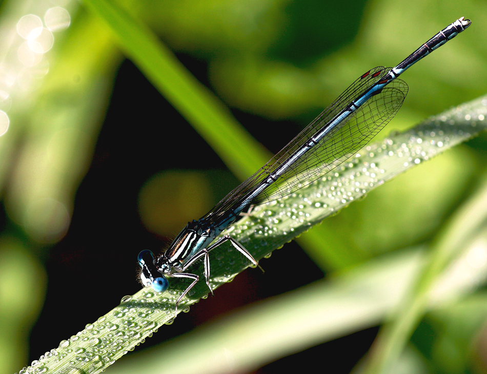 Libelle am Morgen