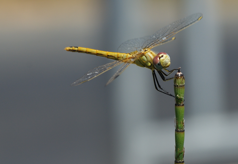 Libelle am Morgen Part - 1