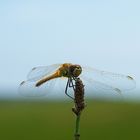 Libelle am Morgen Part - 2