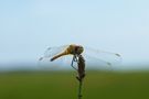 Libelle am Morgen Part - 2 by Stefan Kreienbrock 