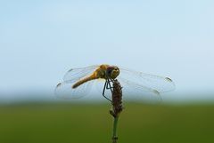 Libelle am Morgen Part - 2