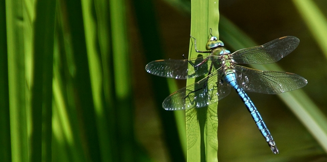 Libelle am Morgen ,vertreibt Kummer und Sorgen