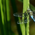 Libelle am Morgen ,vertreibt Kummer und Sorgen