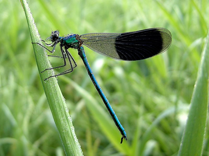 Libelle am Morgentau