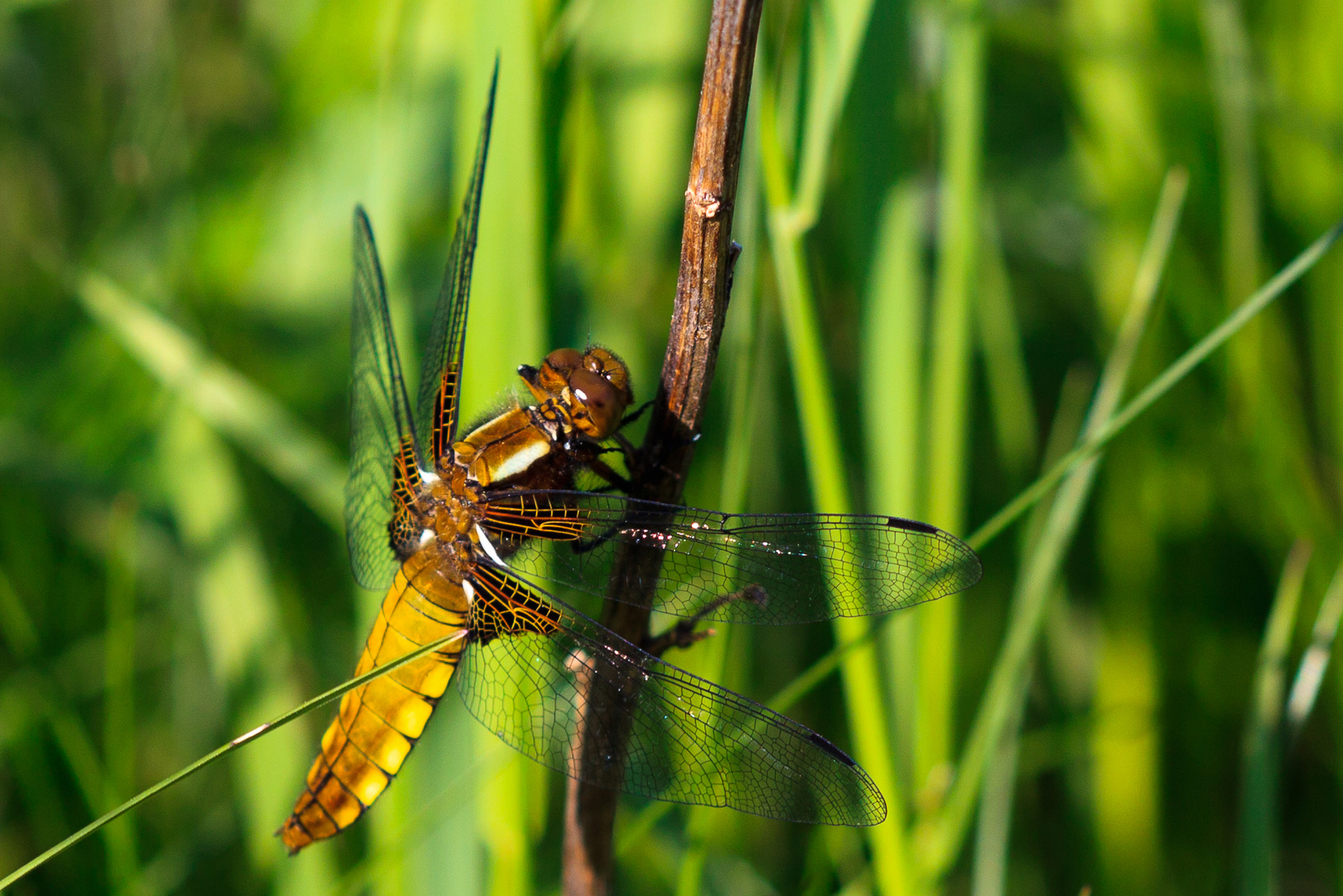 Libelle am Nachmittag