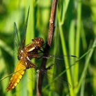 Libelle am Nachmittag