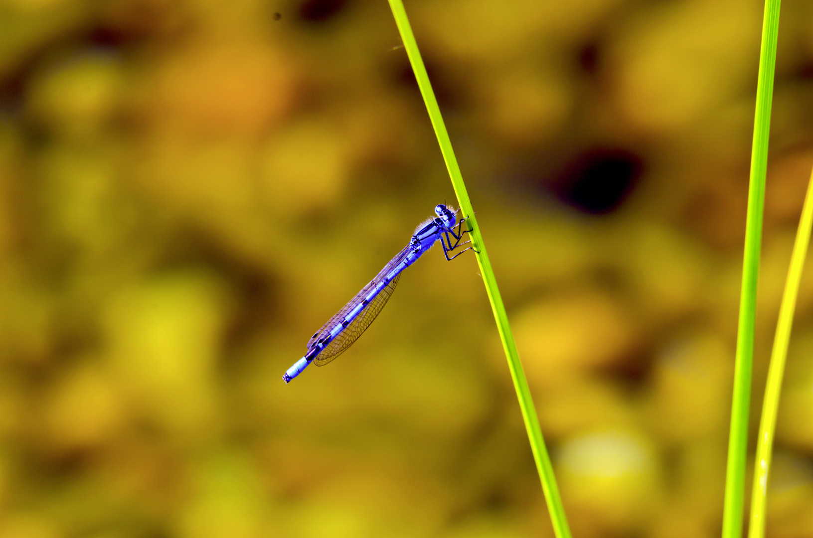 Libelle am Naturbadeteich