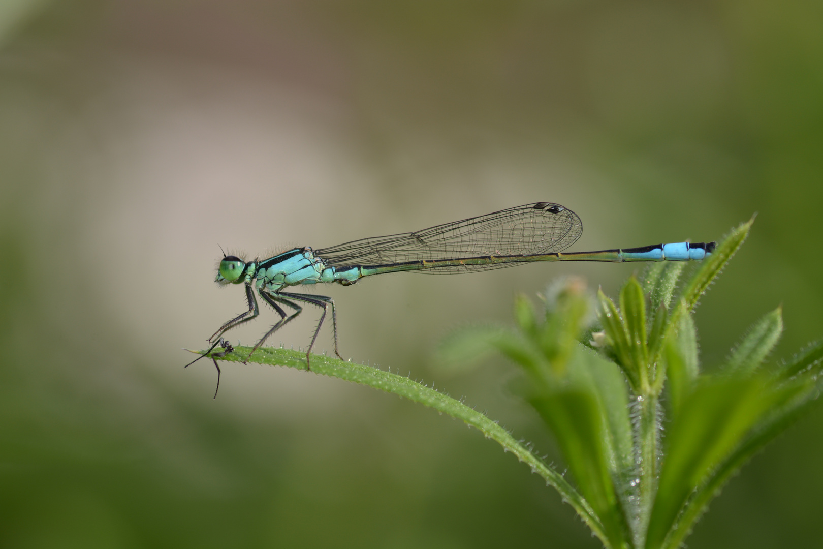 Libelle am Neckar