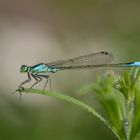 Libelle am Neckar